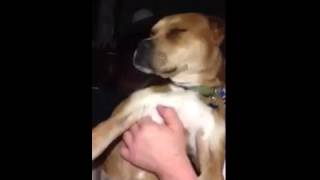 Dog loves rap