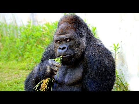 দেখুন শক্তিধর প্রাণী গরিলার মজার তথ্য | Gorilla: The Second Smartest Animals on Earth