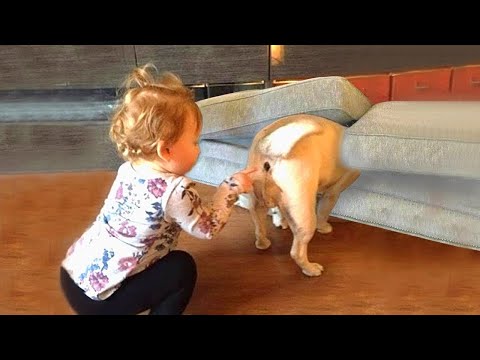 Видео: Веселые фотографии моментов, которые собака пытается уловить лечить, заставит вас смеяться