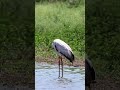 Graceful Yellow-Billed Stork at Sunset Dam, Kruger Park! 🌅🦩 #WildlifeSighting #KrugerNationalPark