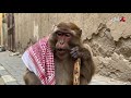قرود الطايف تشوف منهم العجايب قرود مضحكةفيديو قرودعالم القرودقرد ذكي