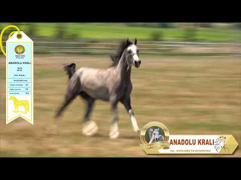 ANADOLU KRALI