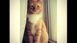 10 Siamese Cats Myths Busted