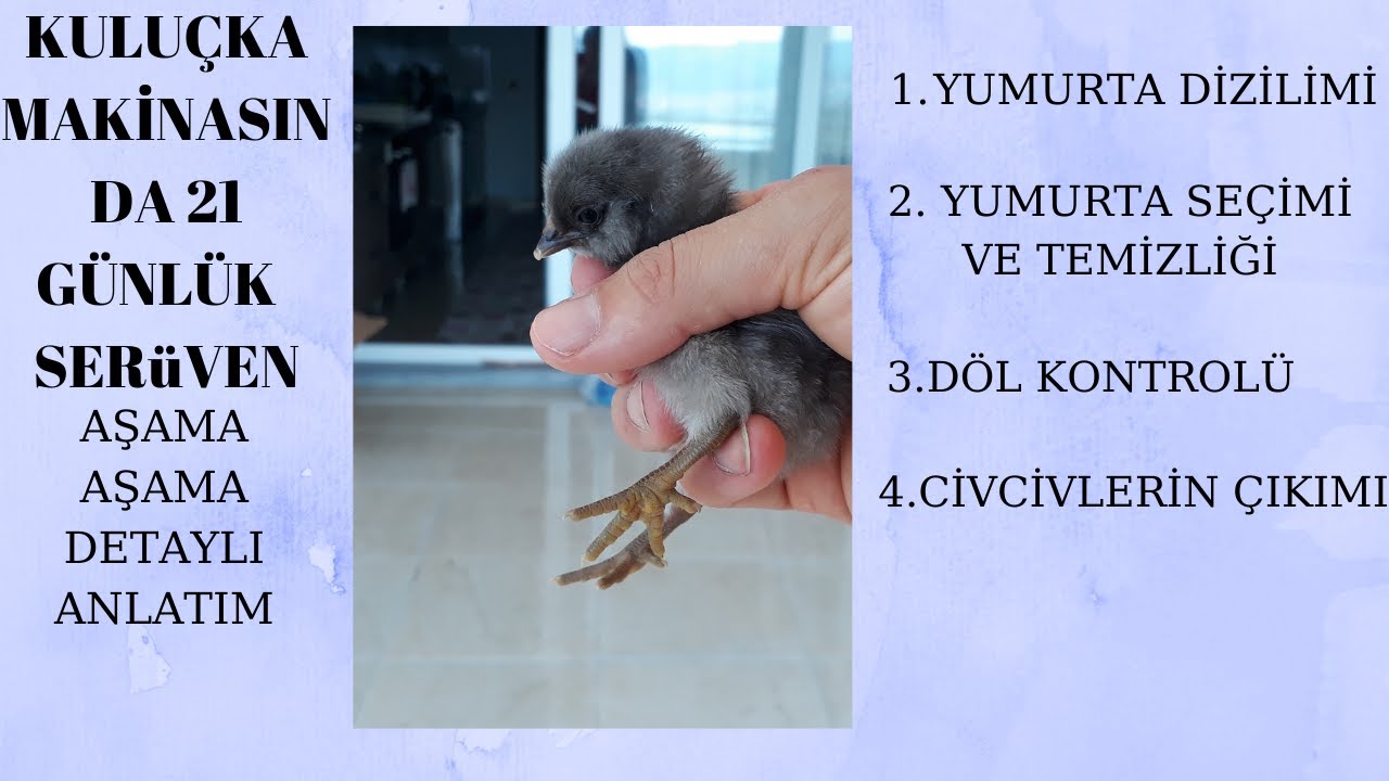 KULUÇKA MAKİNASINDA 21 GÜNLÜK SÜREÇ DETAYLI ANLATIMI İLE CİVCİV ÇIKARILIŞI