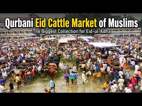 Qurbani Eid Cattle Market of Muslims! Islamic festival.