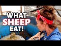 FEEDING 400 SHEEP!! (What I Eat in a Day - Sheep Edition): Vlog 342