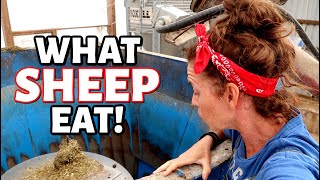 FEEDING 400 SHEEP!!: Vlog 342