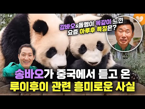 강바오와 팬들 &amp;#39;똑같이&amp;#39; 느낀 요즘 아루후 특징 🐼 송바오가 <strong>중국에서</strong> 듣고 왔다는 루이후이 <strong>관련</strong> 흥미로운 사실은?