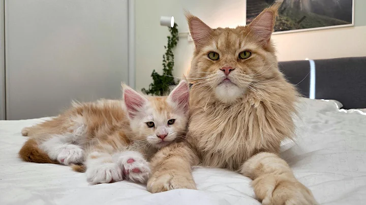 Video 10588231: big maine coon kitten, little maine coon kitten, maine coon cuddles