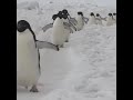 ペンギンの大行進