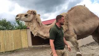 Animal Adventures with Jordan: Dromedary Camels