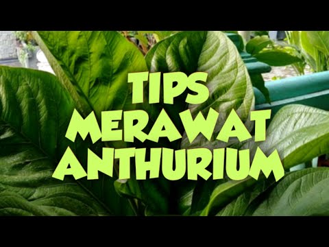 Video: Anthurium. Perawatan Tanaman