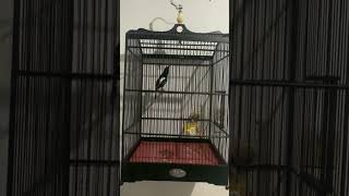 Download Lagu KACER NGOBRA KONSLET GAYA SATU TITIK MP3