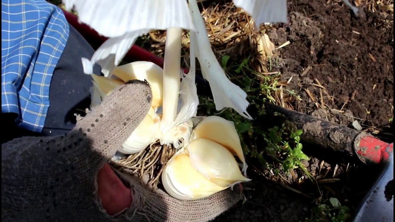 Drambliniai česnakai NoriuUogu.lt Elephant Garlic harvest YouTube