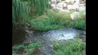 CST Care for God's Creation - Nature video by Donlin