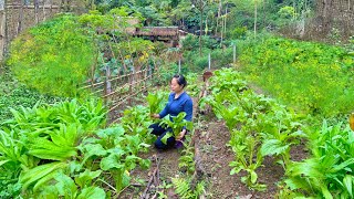 Download Lagu Harvesting Chinese cabbage to sell at the market - Renovating the garden to grow Chinese cabbage MP3
