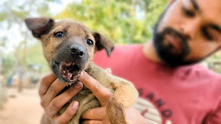 Puppy’s jaw fractured by car, rescued and healed!