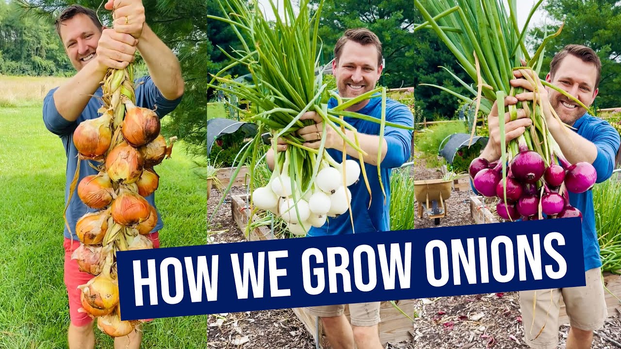 Grow Onions Like a Pro: 14 FAQs Answered