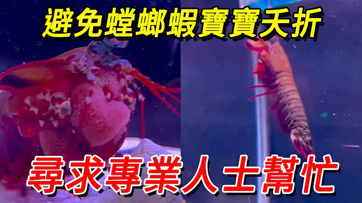 In order to avoid the premature death of the baby mantis shrimp  he sought professional help  only - 天天要闻