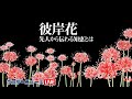 彼岸花 先人から伝わる知恵とは
