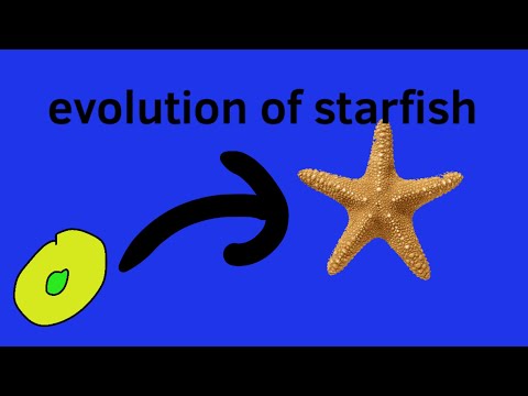 Evolution of the starfish