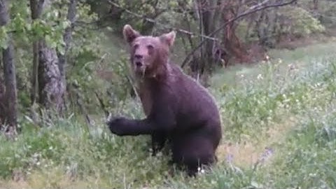 Medvjed u pol dana kod vikendice na Zabrdju,Vitez.2025