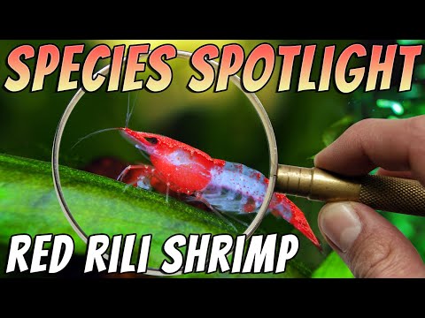 Red Rili Shrimp (Neocaridina davidi var) Freshwater Shrimp Aquarium Shrimp Profile & Care Guide Thumbnail