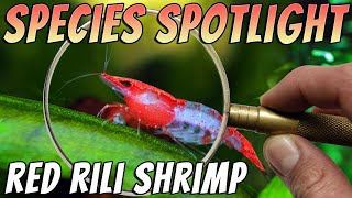 Red Rili Shrimp (Neocaridina davidi var) Freshwater Shrimp Aquarium Shrimp Profile & Care Guide Thumbnail