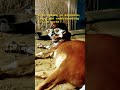Just missing the moments.. #bakraeid #cattle #cow