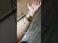 #страх #ужасы #домашниеживотные #питомцы #паук