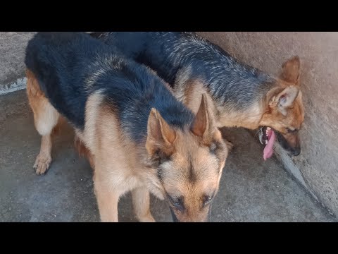 Best mating of dogs