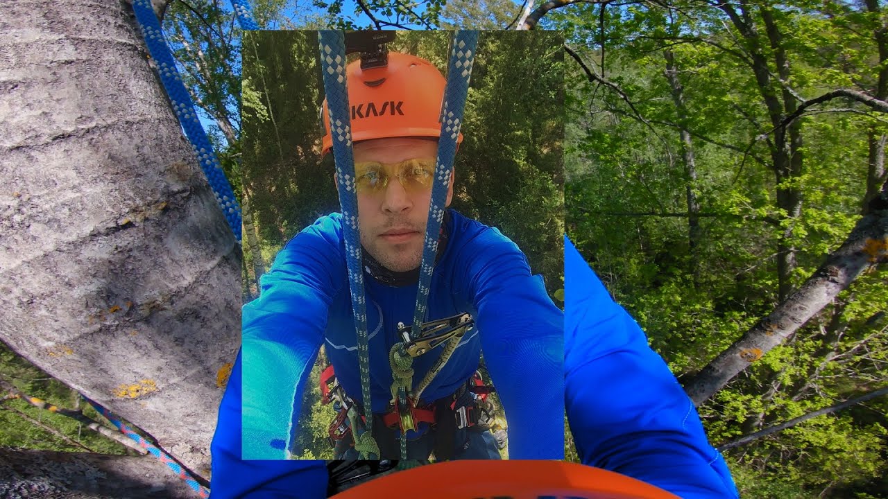 Tree climbing - YouTube