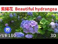 VR180  京都観光 智積院 紫陽花 Japan KYOTO Chishakuin Temple Beautiful hydrangea