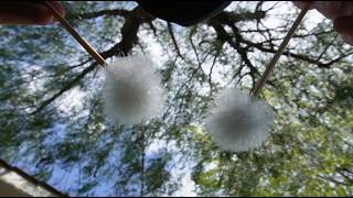 ASMR Outside Face Up PoV Massage (Layered, Binaural, Nature Sounds, Soft Talking) screenshot 3