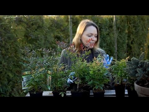 Wideo: Domowa Nandina, Czyli „Święty Bambus”. Opieka Domowa. Zdjęcie