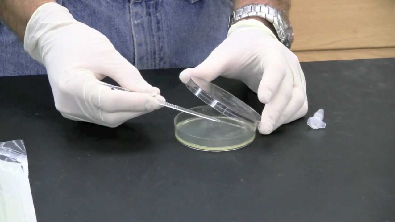 Biology 141p - The Amylase Project (Part 2) - YouTube