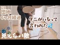 【築50年団地と50代の私】#25 ⚔️ダニ・カビ退治!薬品はどうしても使いたくなくて💧スチームの力をかりました/Vlog