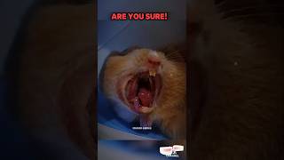 WEIRDEST ANIMAL YAWNING 😨 #troll #trollface #edit #shorts