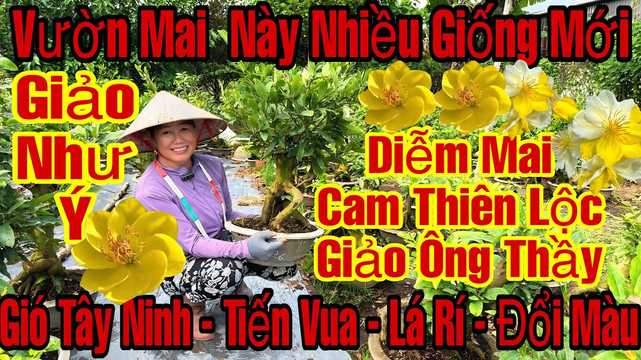 1/3☎️0398958869☎️🌲Mai Vàng Giá Rẻ🌲Giảo Như Ý-Cam Thiên Lộc-Lá Rí-Gió-Tiến Vua-Bình Lợi-Ngọc Toàn...🌲