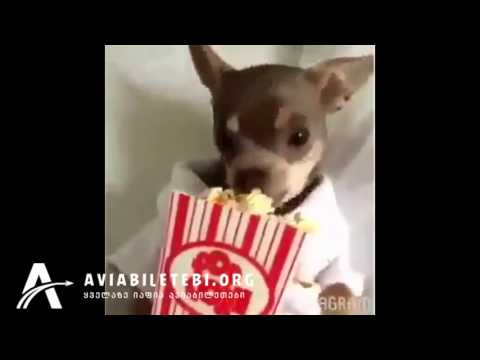 საყვარელი ძაღლები პოპკორნს მიირთმევენ