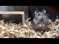 威嚇？ジージー鳴いて怒ってるハムスター／ Screaming angry hamster