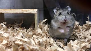 Celebrity Screaming angry hamster Profile