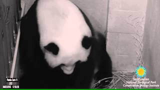 Panda Mei Xiang Giving Birth to Cub (LIVE FOOTAGE!) Panda Mei Xiang Giving Birth to Cub (LIVE FOOTAGE!)