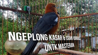 Download lagu Variasi kasar buat masteran & P4NCINGAN  ANIS MERAH