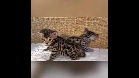 Watch the video about Bengal Kittens for Sale
