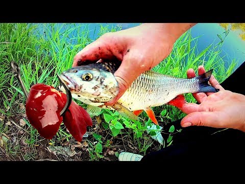 Рыбалка на куриную печень! Голавль, густера.