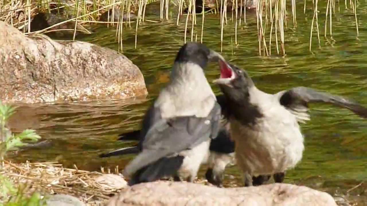 Hooded Crow With Family & Feeding 