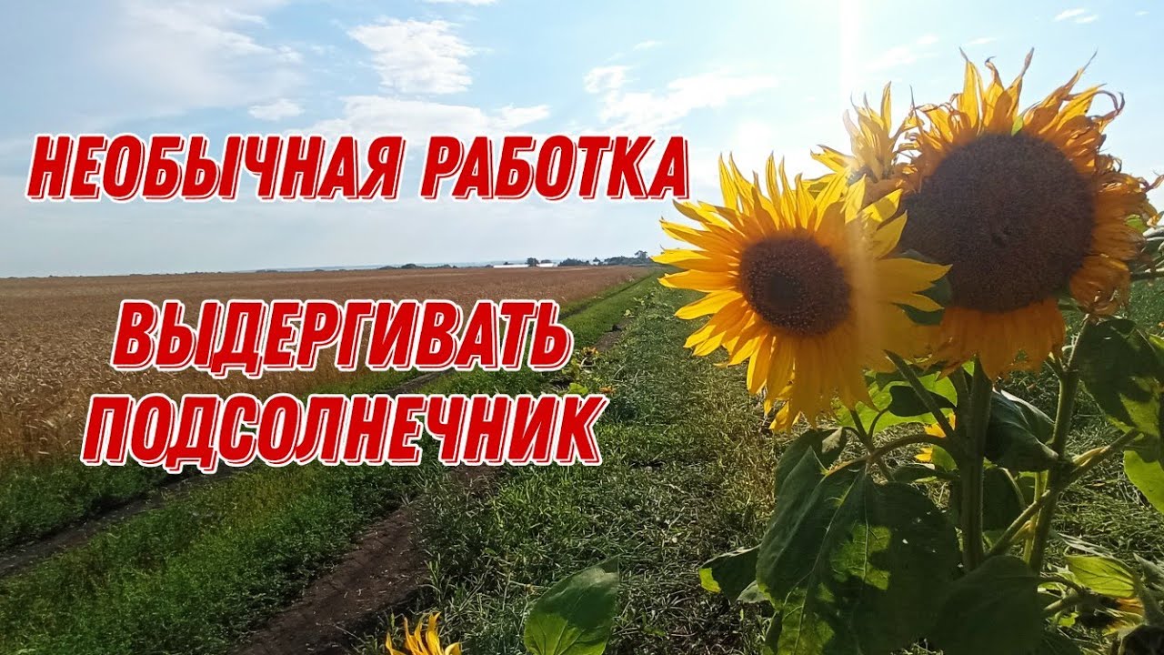 ????|Будний день в сельском хозяйстве на току| Непривычная работка и чуть ...