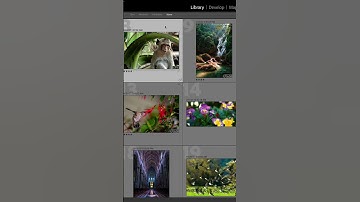 Customizing Your "Cells" in Lightroom Classic