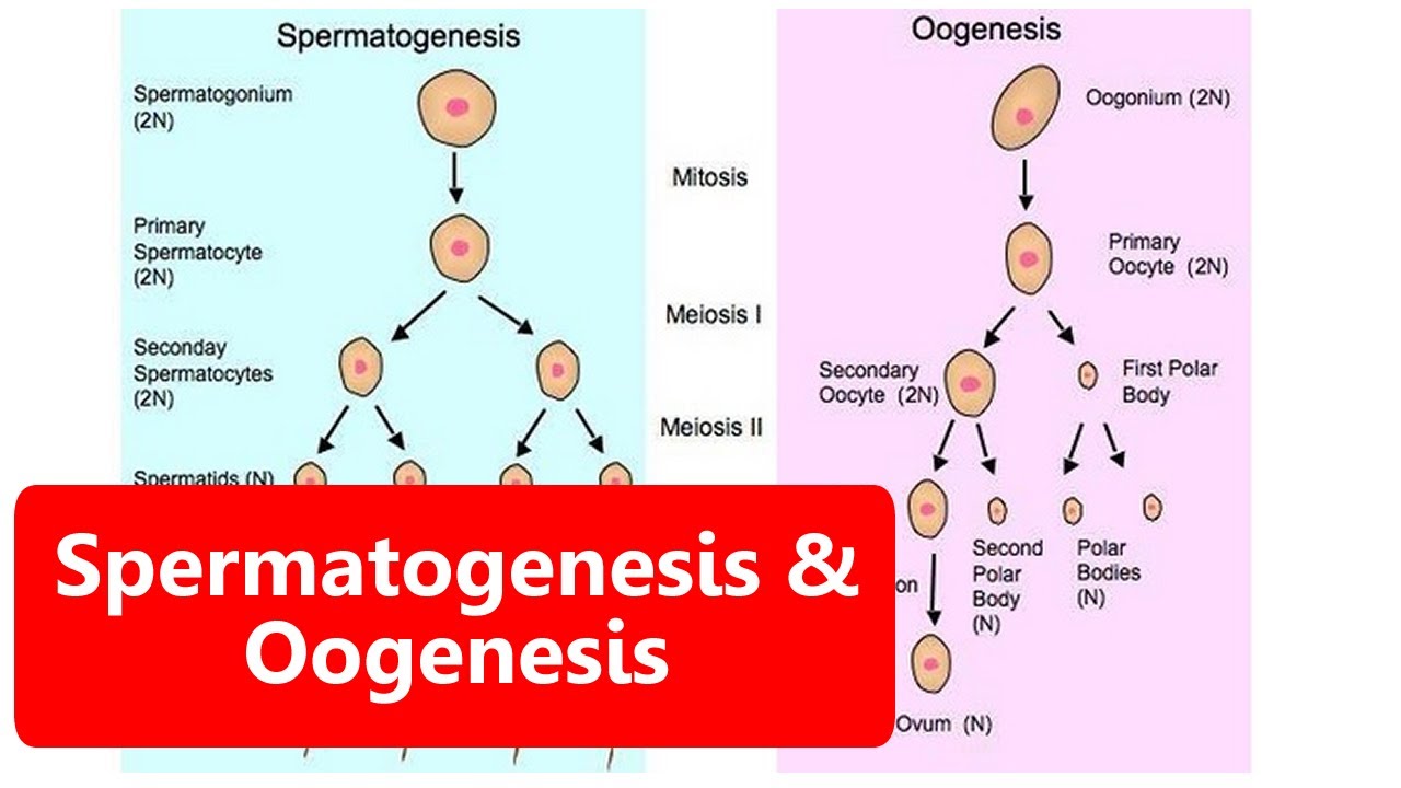  SPERMATOGENESIS  DAN OOGENESIS Sistem Reproduksi Pada 